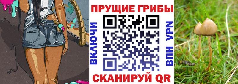 сколько стоит Ершов ссылка на мегу ССЫЛКА Псилоцибиновые грибы MAGIC MUSHROOMS
